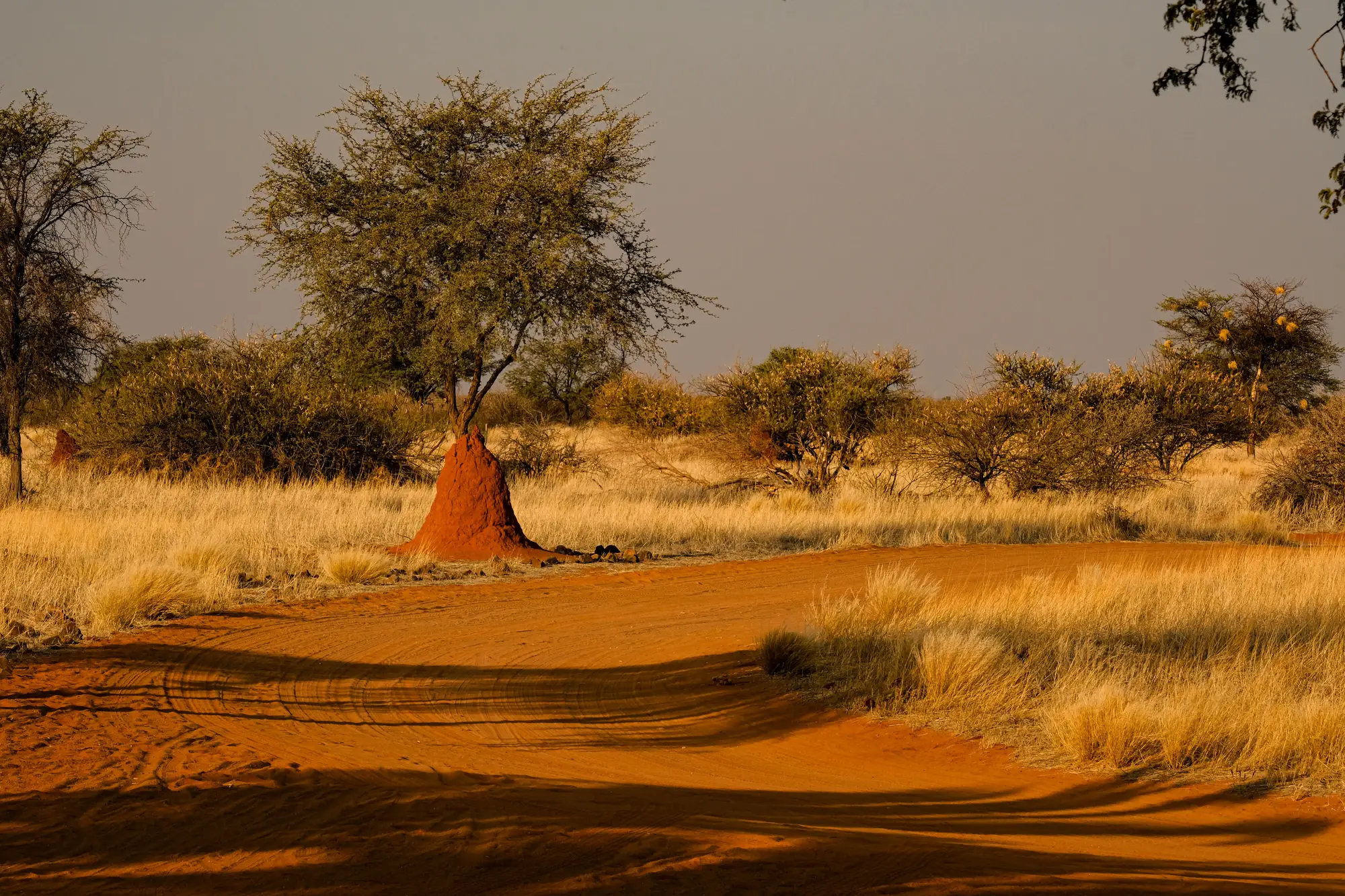 A red dirt track curving through dry savanna grass past a termite mound and acacia trees
